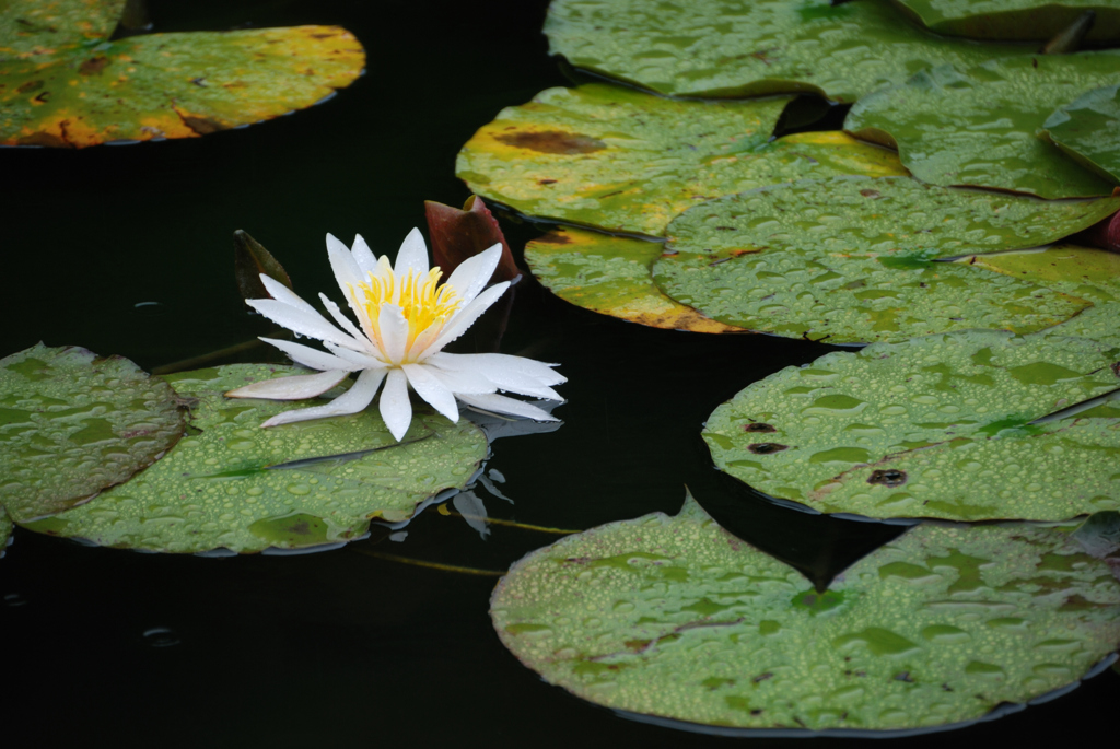 睡蓮の花