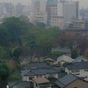 初冬の小雨に煙る森の都の対照