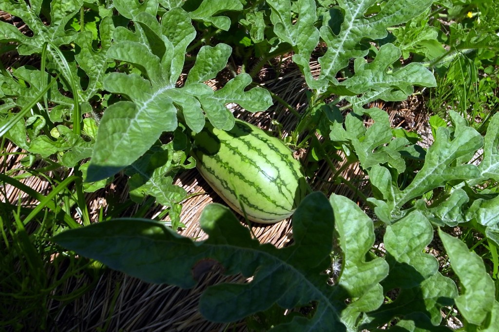 糖度の高いスイカ、今成長期！