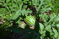 糖度の高いスイカ、今成長期！