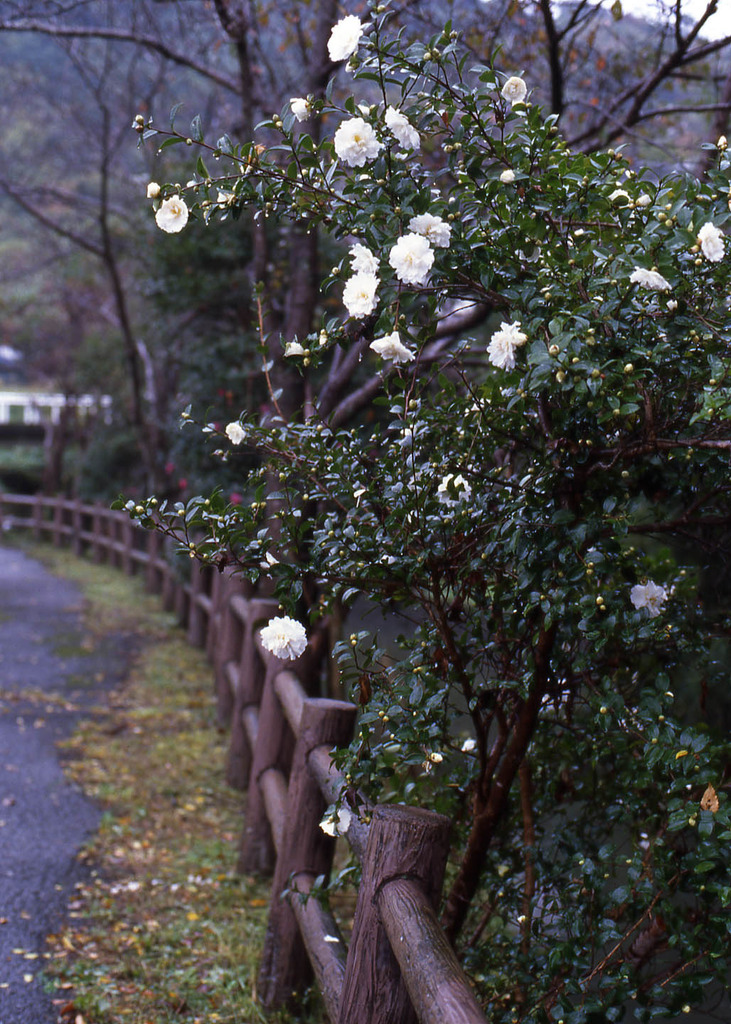 フィルムで散歩／山茶花