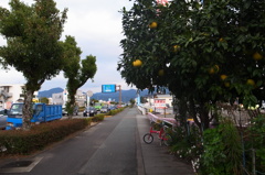 ばんぺいゆの実る歩道