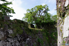 静～初夏の城跡