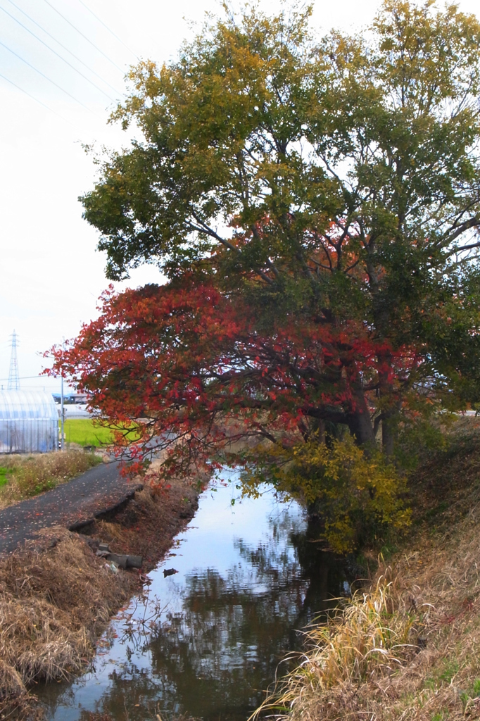 晩秋の水路