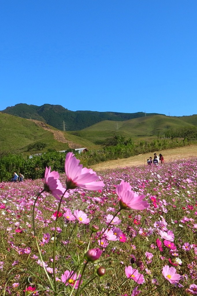コスモス畑　＃３