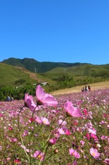 コスモス畑　＃３