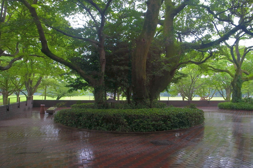 雨のプロムナード