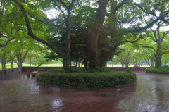 雨のプロムナード
