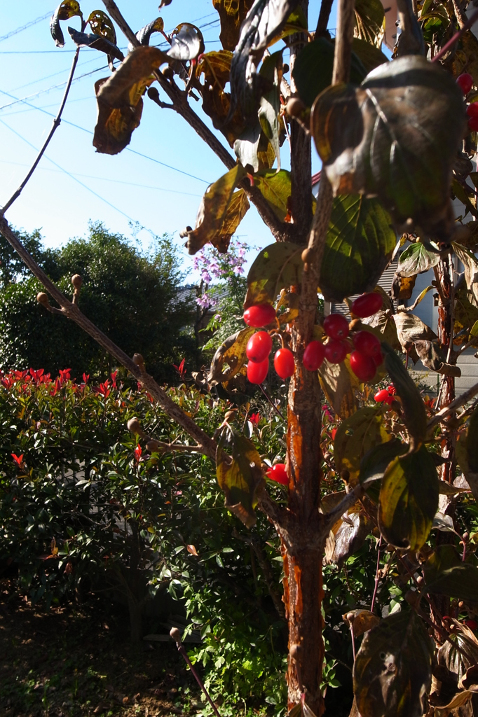 サンシュユの実