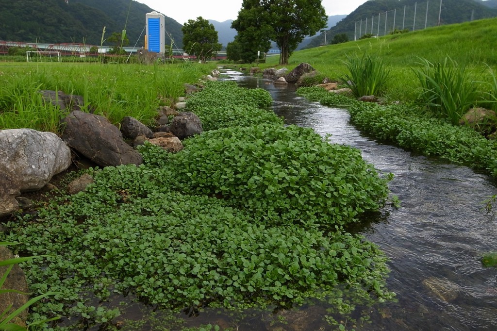 クレソンは清流の「悪玉コレステロール」！