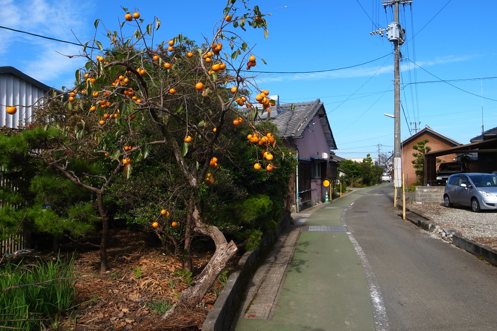 柿の木と農家