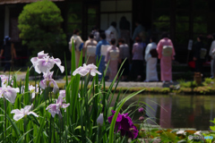 花菖蒲茶会