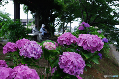 紫陽花の散歩道