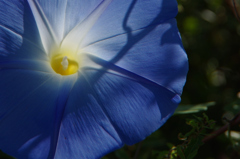 Heavenly Blue（西洋朝顔）