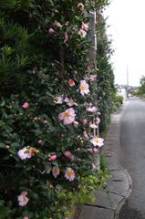 山茶花の生垣