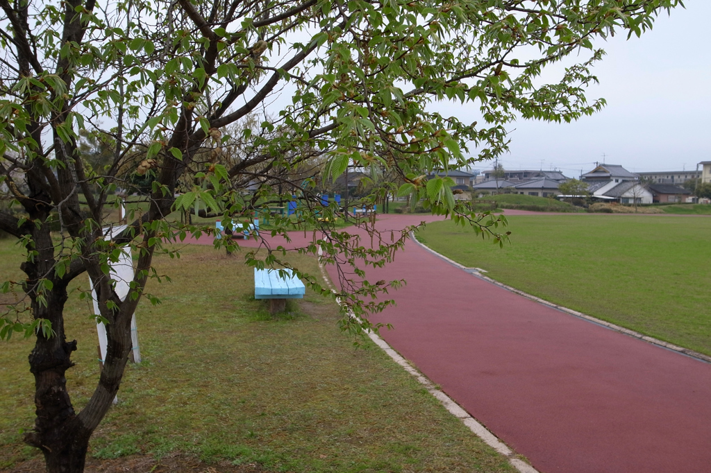 霧雨の公園