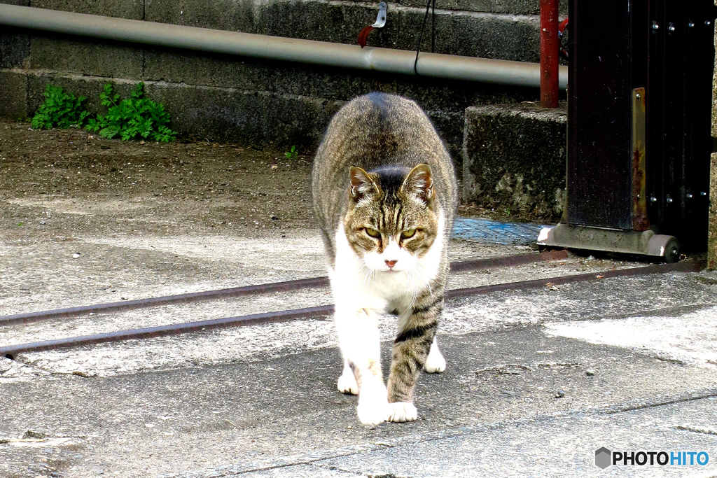 ネコの門番