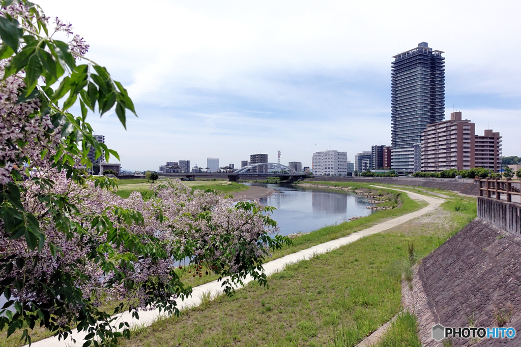 栴檀の花と熊本タワー