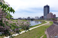 栴檀の花と熊本タワー