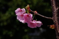 Cherrry blossoms
