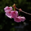 Cherrry blossoms