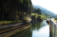 秋の用水路