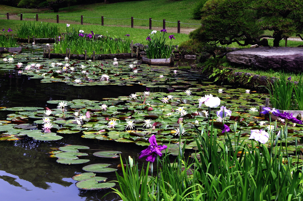 睡蓮と花菖蒲の池