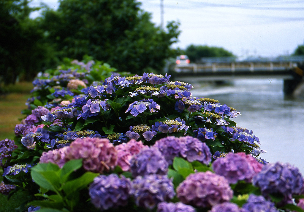 雨に打たれて生き生きと