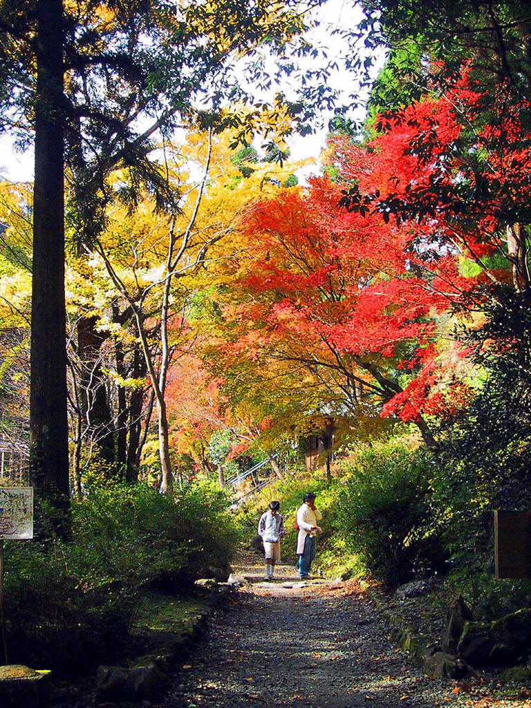 紅葉の散歩道