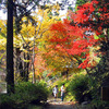 紅葉の散歩道