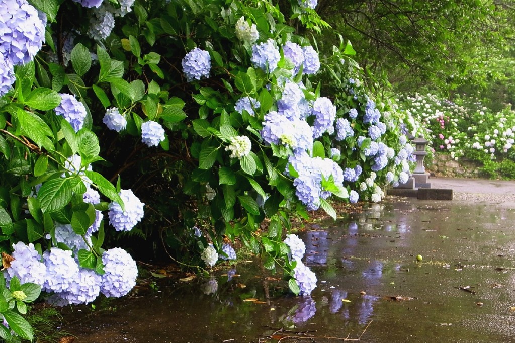雨にうたれて