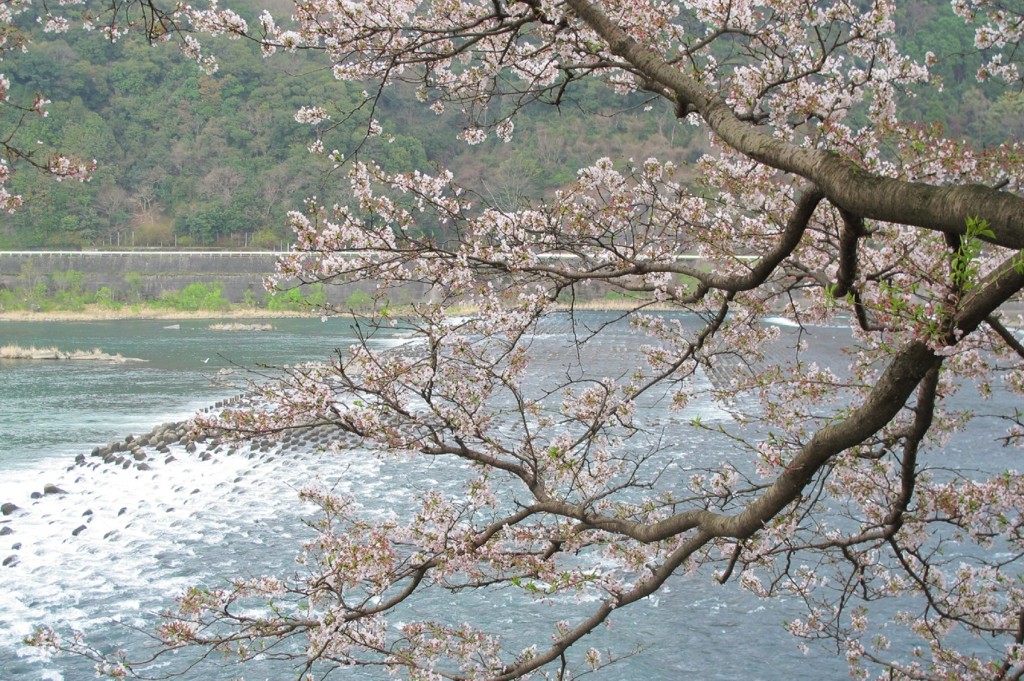 河畔の桜