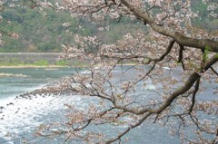 河畔の桜