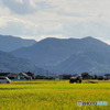 八代平野一景