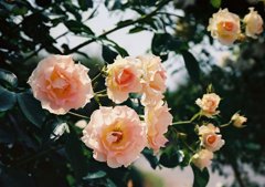 Roses #2