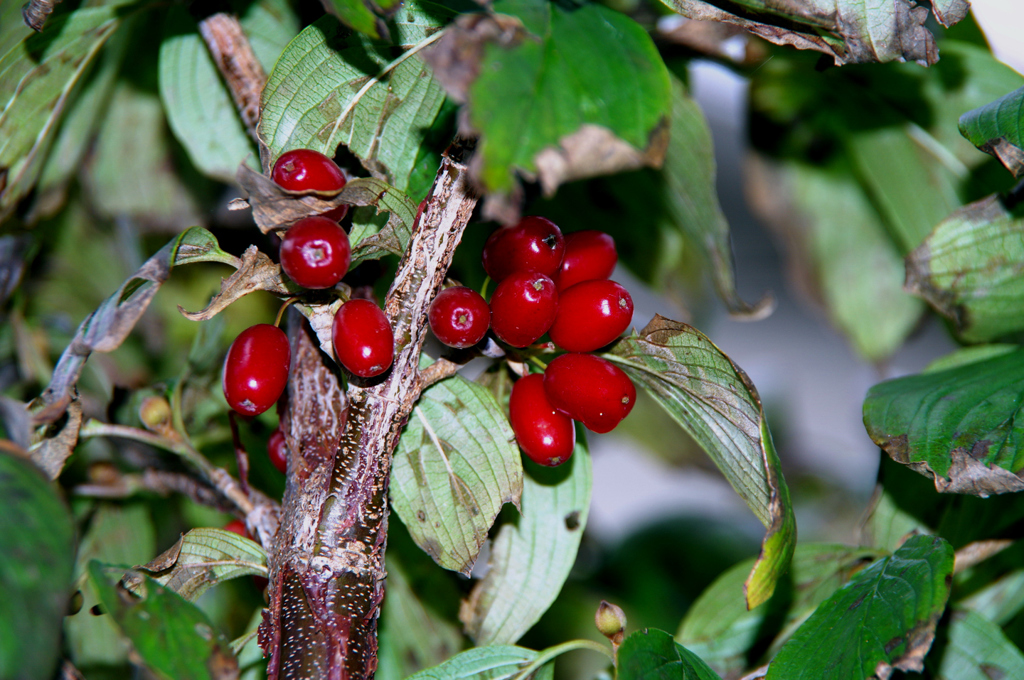 赤い実・サンシュユ