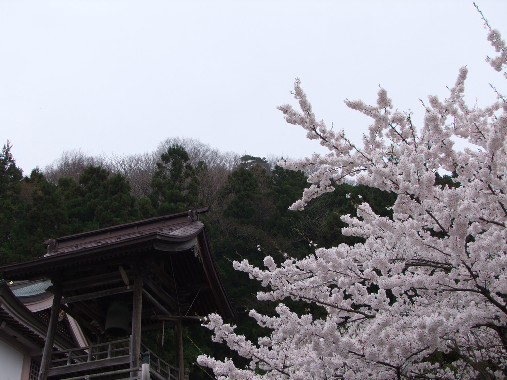 寺とさくら