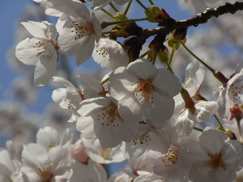 桜