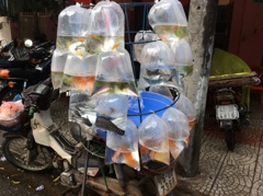 金魚売り
