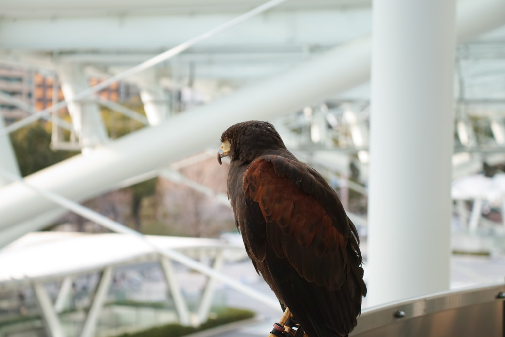 都会の鷹？