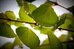 雨上がり。。。Ⅱ