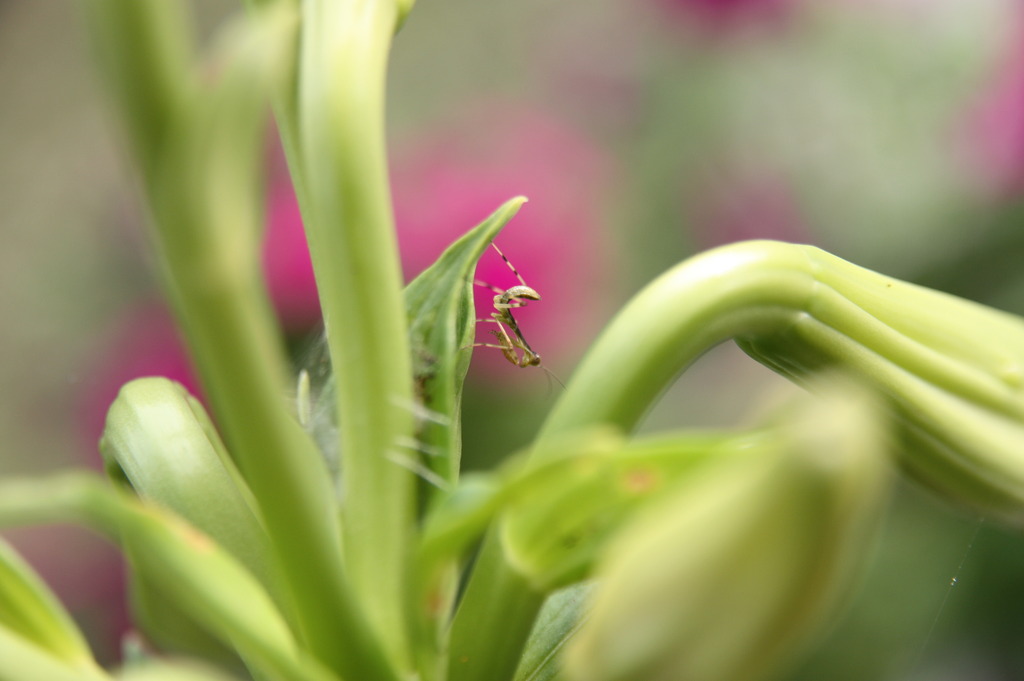 カマキリの赤ちゃん♪