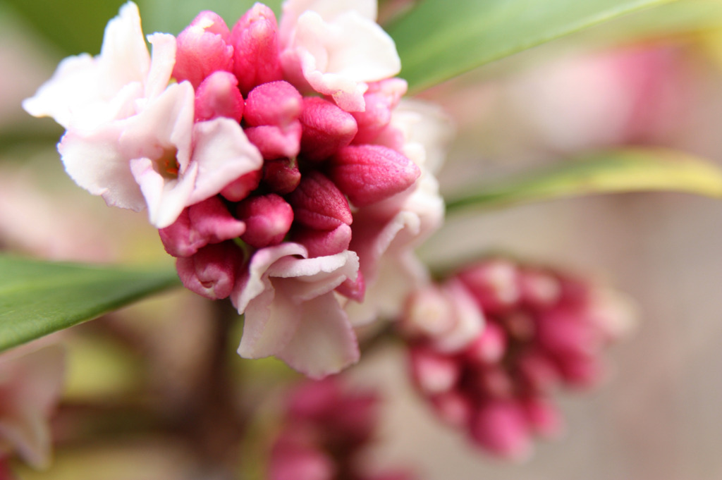 沈丁花