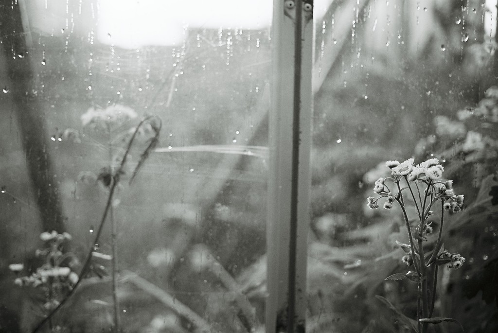 匂い立つは、雨。