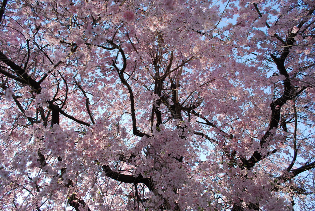 桜雨