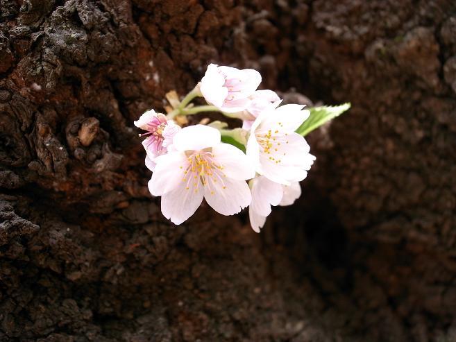 sakura