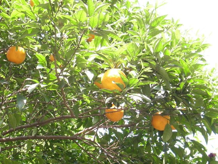 ｏｒａｎｇｅ