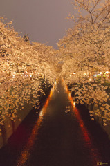 夜桜の道