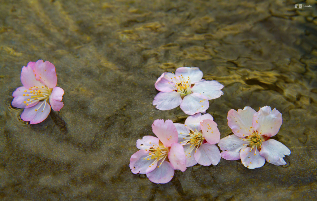 Cherry Blossoms..In water