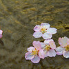 Cherry Blossoms..In water